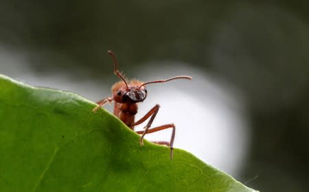 A zompopa ant reared for human consumption is pictured in the insect farm of biologist Paniagua in Grecia