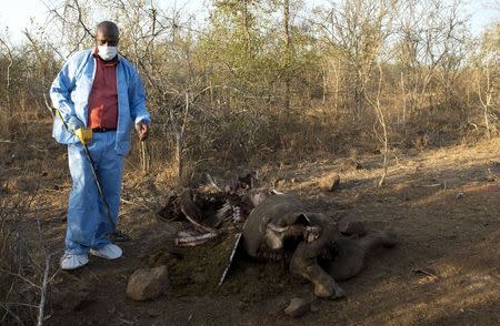 A game ranger stands guard as police investigate the scene around the carcass of a black rhinoceros that had been shot by poachers in the Kruger National Park, in this picture taken August 4, 2015. REUTERS/Stringer