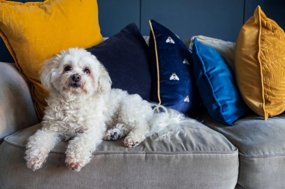 The Shih-Poo is a mix of a Shih Tzu and a poodle. Getty Images