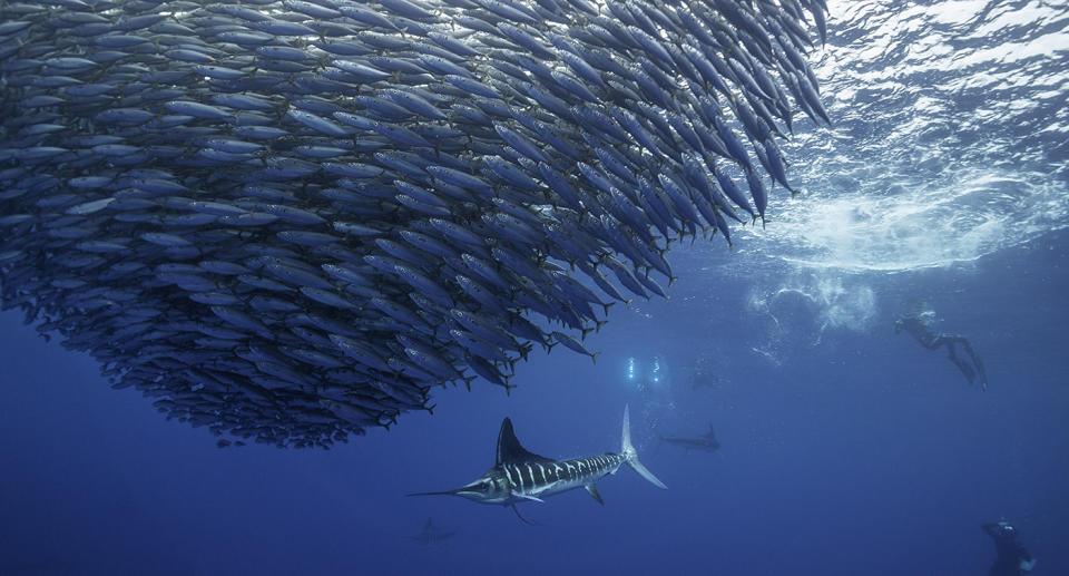 Striped marlin hunting mackerel as divers look on.