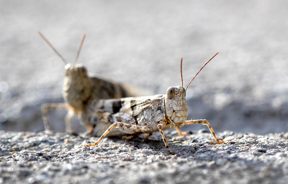 This Thursday, July 25, 2019, photo shows grasshoppers on a sidewalk outside the Las Vegas Sun offices in Henderson, Nev. A migration of mild-mannered grasshoppers sweeping through the Las Vegas area is being attributed to wet weather several months ago. (Steve Marcus/Las Vegas Sun via AP)