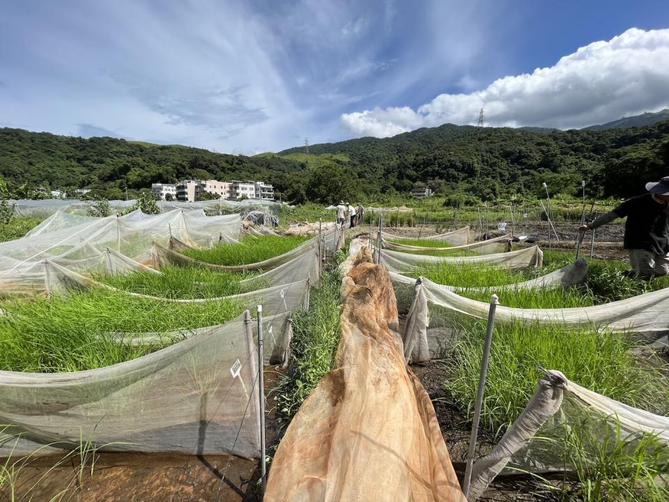 這不足1公頃的米田共種了33種稻米的米田，不過王韶昀說這塊米田條件不是很好，認為若果在元朗平原種植，產糧會更高。他指適合種米的田既要不太肥沃也不太貧瘠，土壤要黏。