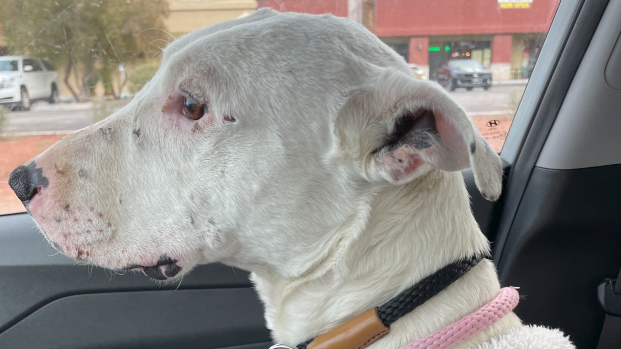 Dog survives Nevada desert living with coyotes