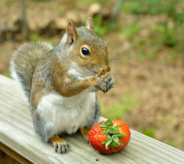 They steal the strawberries out of your garden and laugh while they eat them