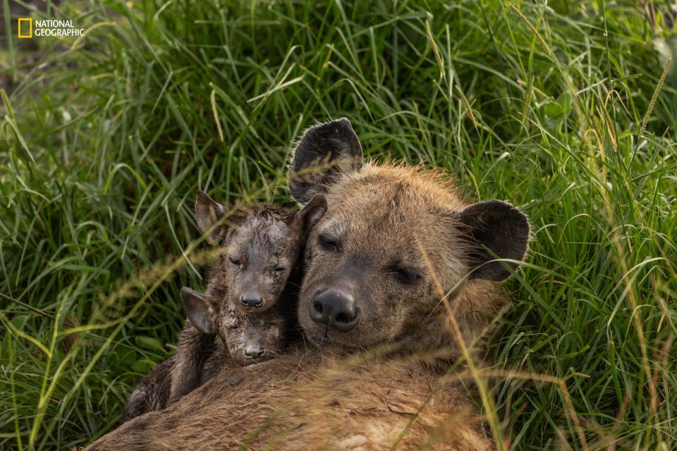 O'Brien's remote-controlled robot captured intimate images of the hyena mothers and their cubs.