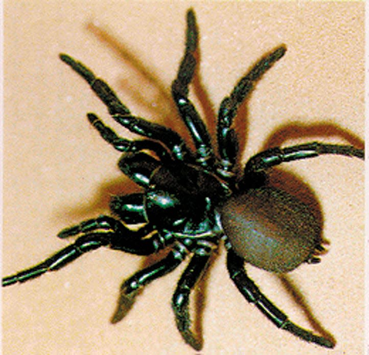 The funnel web spider is recognized as the deadliest spider in the world, being responsible for several human deaths in Australia.
