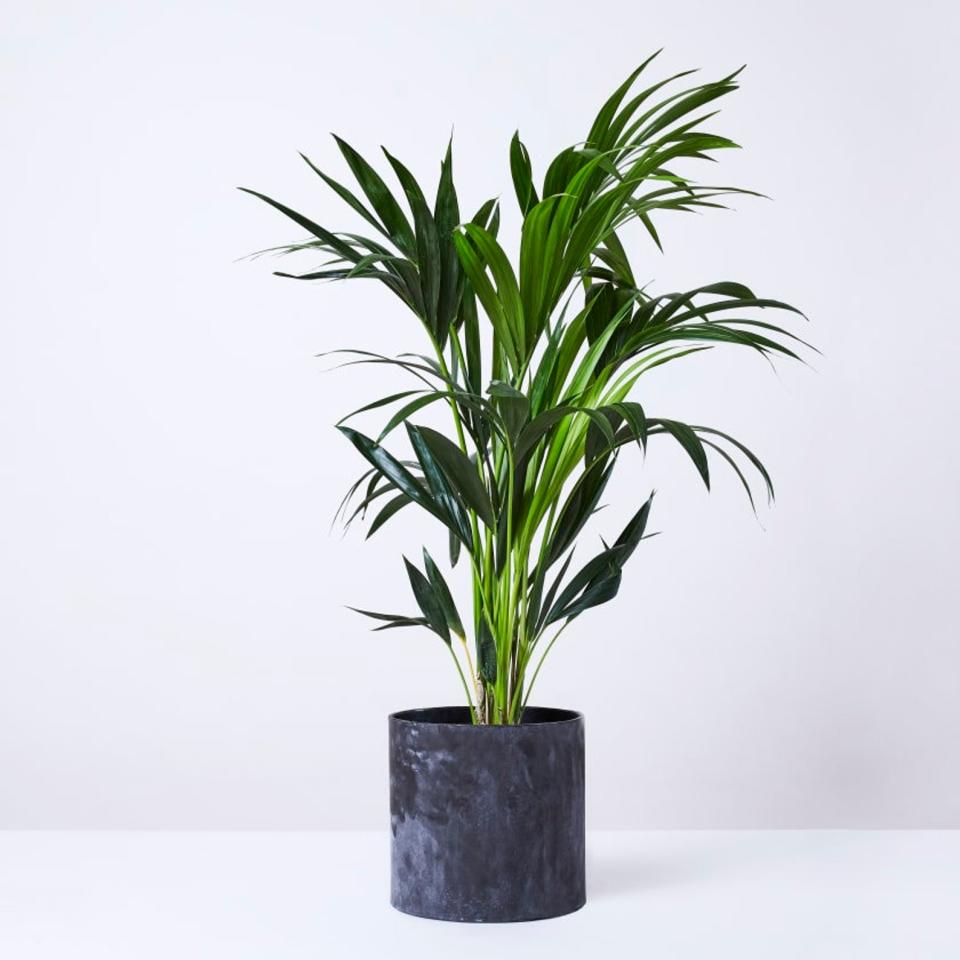 Areca Palm