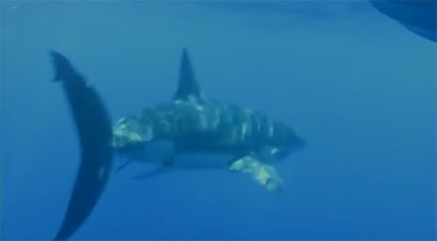 Tim Knight got up close and personal to film the shark. Photo: 7 News