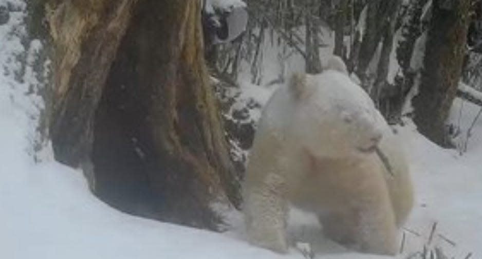 All-white giant panda in Wolong National Nature Reserve in Sichuan province, southwest China.