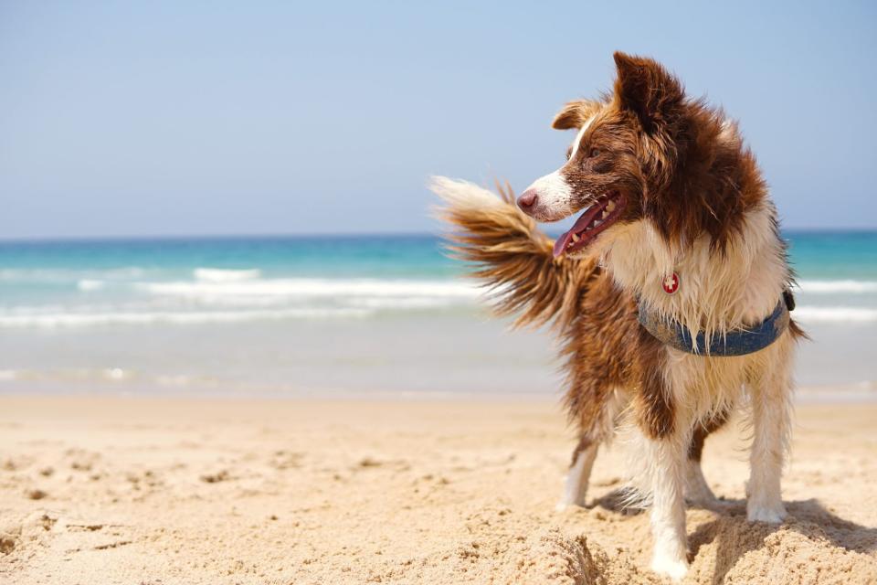 brown dog at the beach summer time