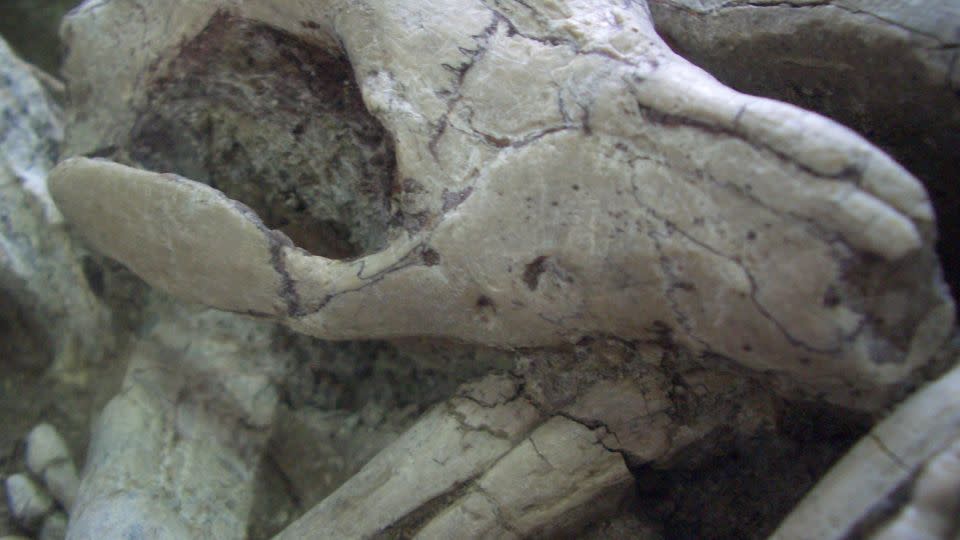 A close-up of the fossil shows the smaller Repenomamus robustus biting the ribs of the Psittacosaurus. - Gang Han