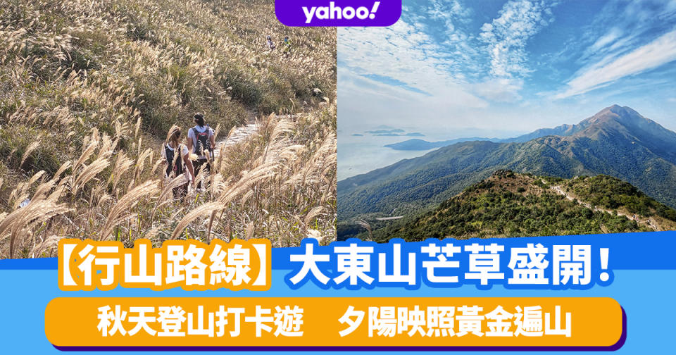 【行山路線】大東山芒草盛開！秋天登山打卡遊 夕陽映照黃金遍山 