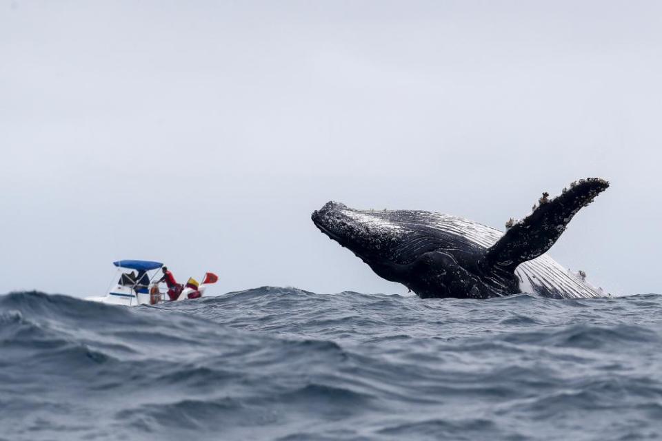 A humpback whale jumping out of the water