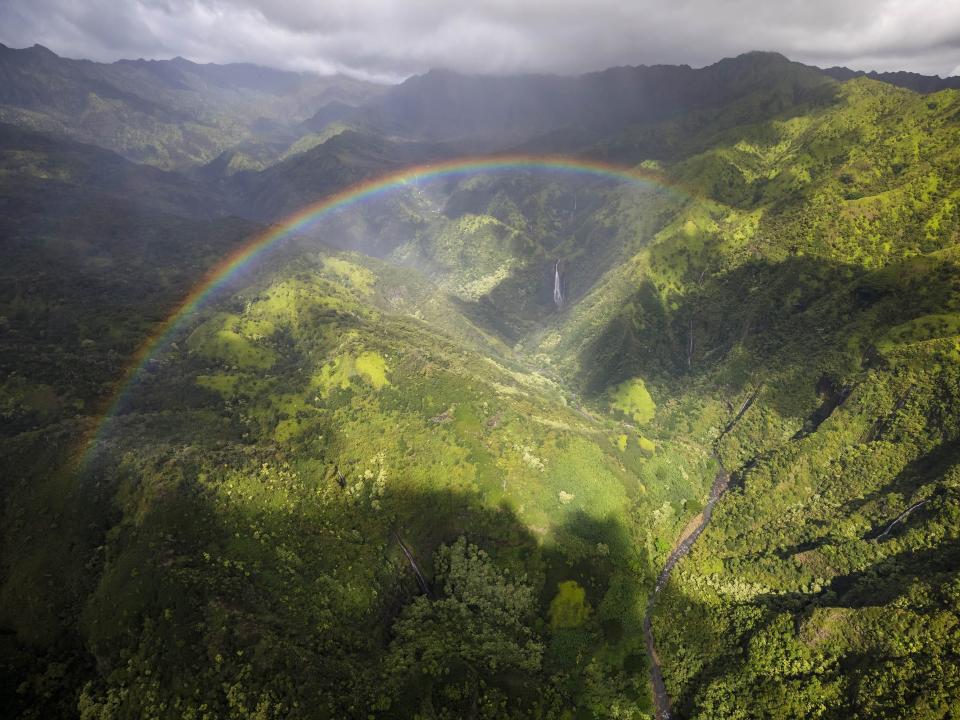 Kauai rainbow trees