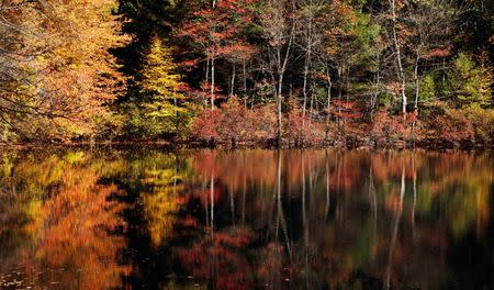 Fall foliage is reflected in the water at Walden Pond in Concord, Massachusetts in this October 14, 2009 file photo. REUTERS/Brian Snyder/Files