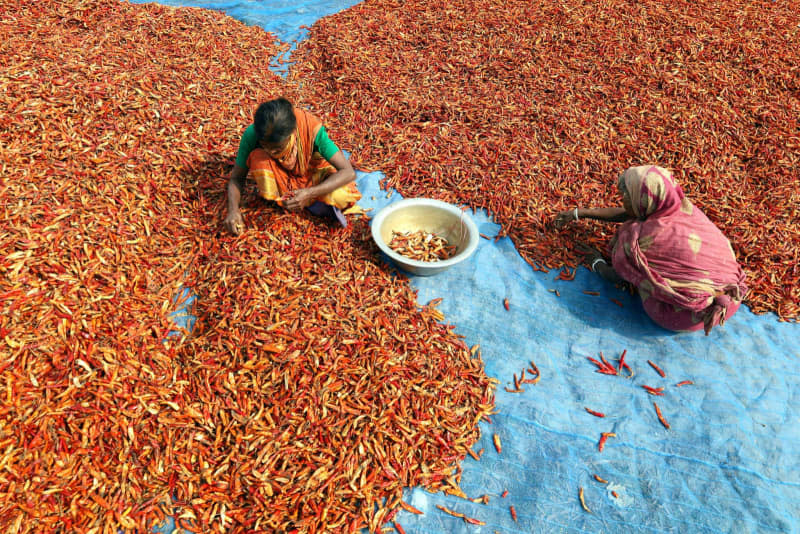 Workers are sorting dry red chillies for sale in the market at Sariakandi Upazila in Bogra, an area known for its widespread production of chillies along the Jamuna River. Syed Mahabubul Kader/ZUMA Press Wire/dpa