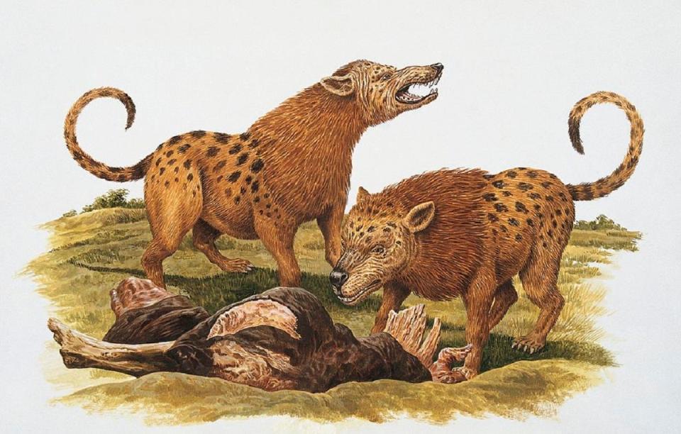 Two mesonyx, a prehistoric mammal species, standing near a dead animal. Illustration.