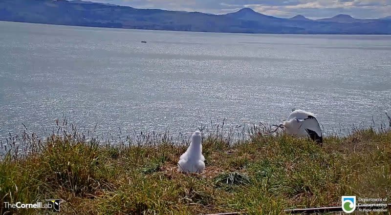 Video grab shows an albatross falling over while attempting to land at Taiaroa Head nature reserve in South Island, New Zealand