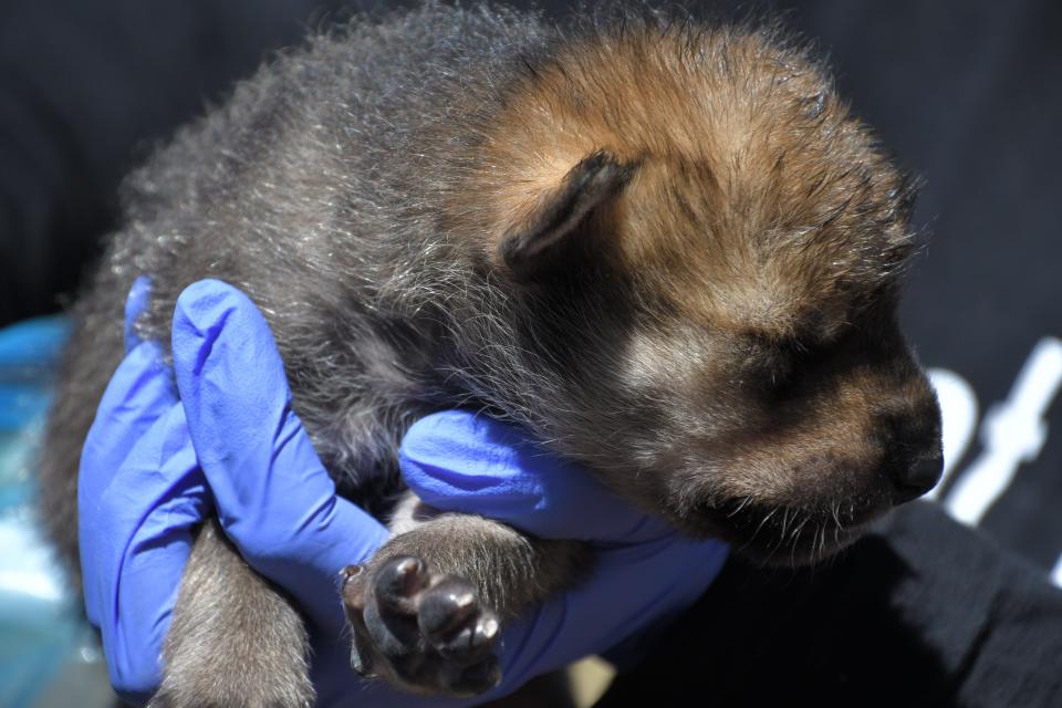 A Mexican wolf pup is given a health check before being placed into a wild den.