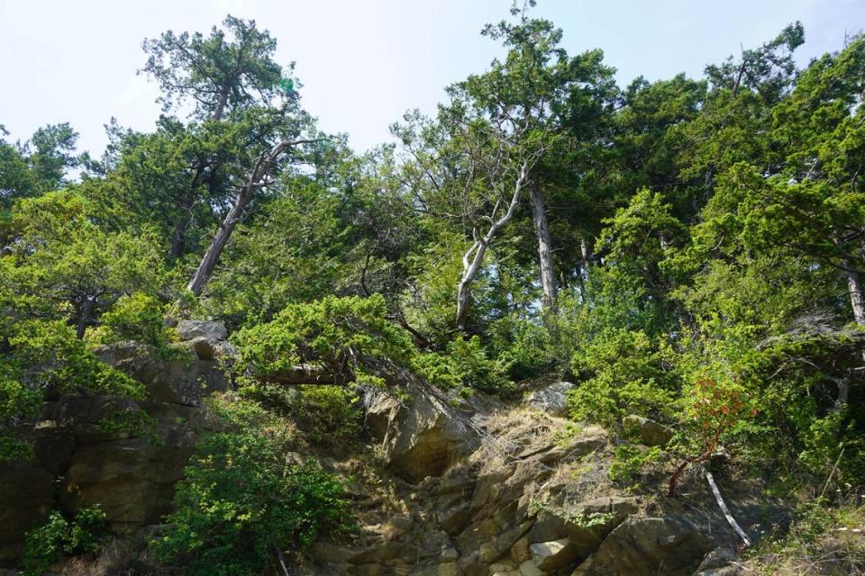 A view from the Chuckanut Bay estuary shows trees lining the Mud Bay Cliffs on July 6, 2023, in Bellingham, Wash.