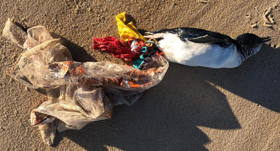 Pictured is a penguin which was found dead near Victoria's Dromana Pier, entangled in balloons and ribbon. Source: St Kilda Penguins via Josie Jones / Facebook 