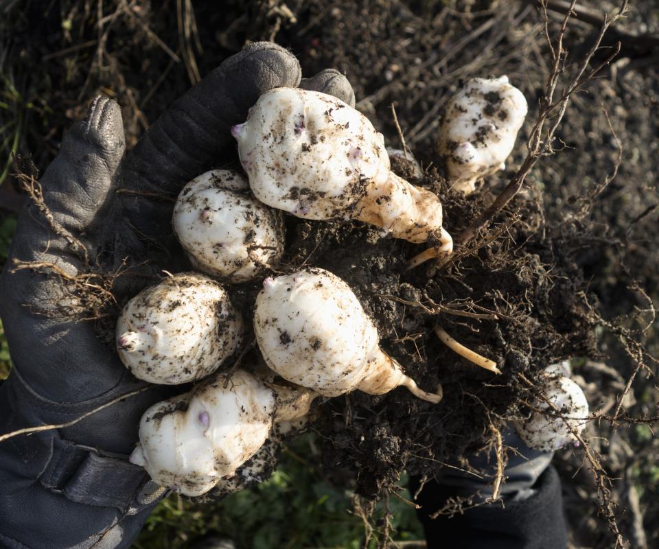 Jerusalem artichokes lifted from the ground