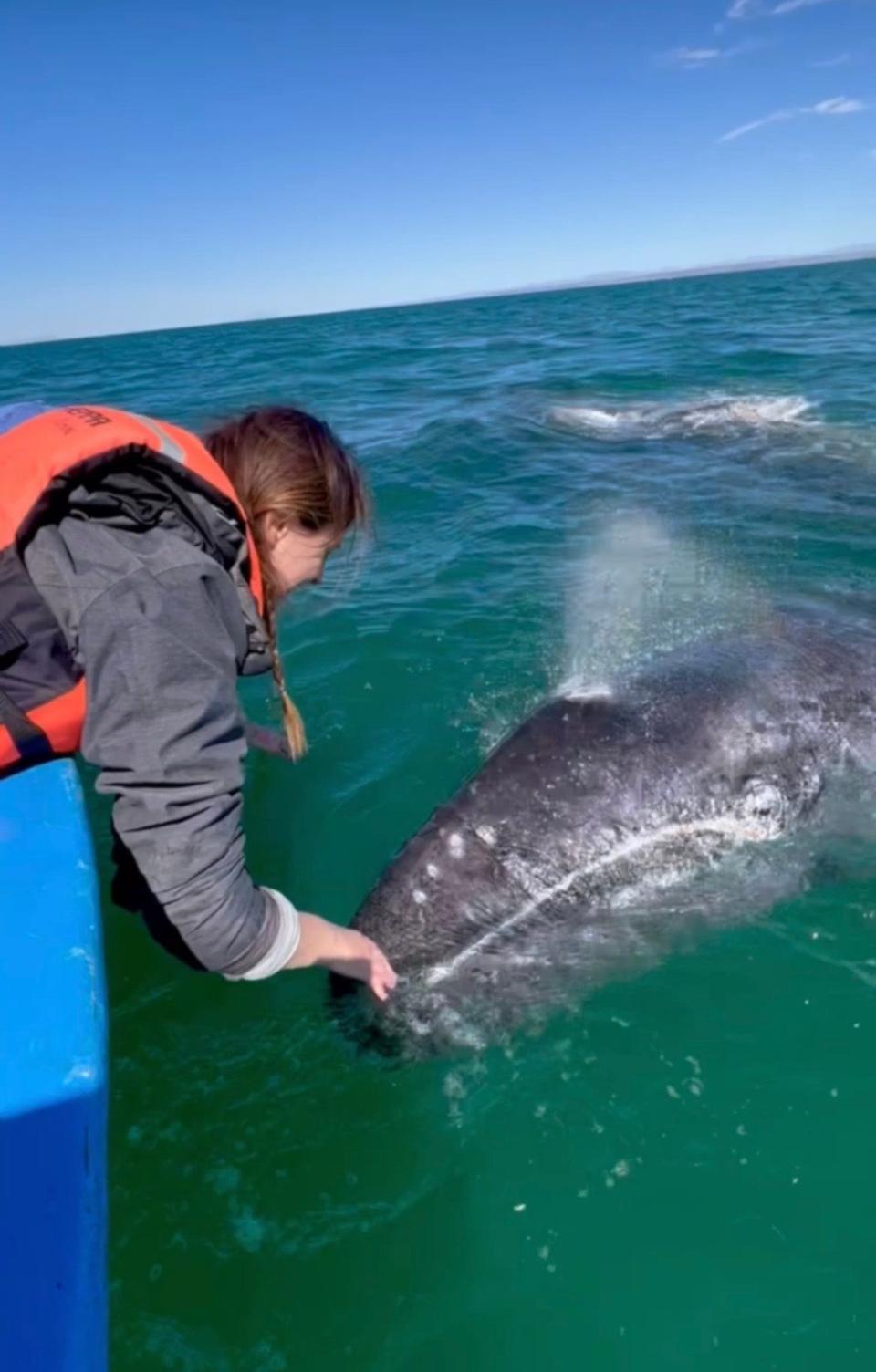 daina buchner touching a whale