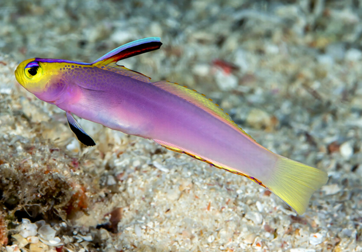The fish, Nemateleotris lavandula, had previously been confused with another species.