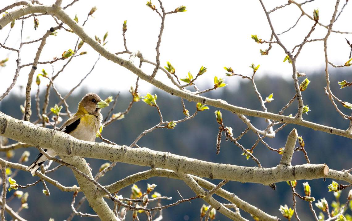 An evening grosbeak sits in a tree near the Salmon River in Stanley, Idaho, on June 1, 2022.