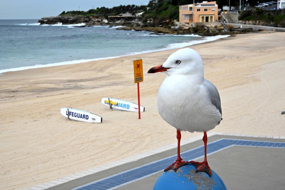 Un ave marina mira sobre una playa vacía de Coogee, barrio famoso por el surf, en Sídney (Australia) el 16 de abril. (Foto: Saeed Khan / AFP / Getty Images).