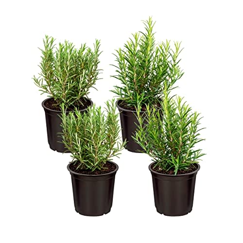Live Aromatic and Edible Herb - Rosemary (4 Per Pack), Naturally Improves Breathing and Air Quality, 8