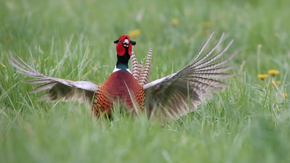 "Pheasants of Detroit" is a short documentary about the usually rural birds who are living in open spaces of the city of Detroit.