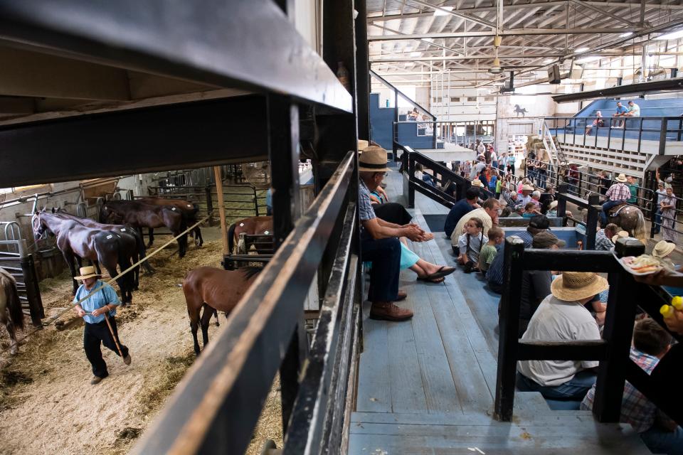 Horses at New Holland are sold to owners looking for a trail rider or a pet or to work, such as pulling buggies or plows for the Amish. Many, too, are bought by horse dealers or "kill buyers" and enter the horse slaughter pipeline to Canada or Mexico.