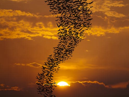 <span class="caption">Naturalists and life scientists have long debated how insect-eating bats navigate their dark world.</span> <span class="attribution"><a class="link " href="https://www.shutterstock.com/image-photo/bats-flying-against-sun-golden-sky-129518465" rel="nofollow noopener" target="_blank" data-ylk="slk:Sarun T/Shutterstock;elm:context_link;itc:0;sec:content-canvas">Sarun T/Shutterstock</a></span>