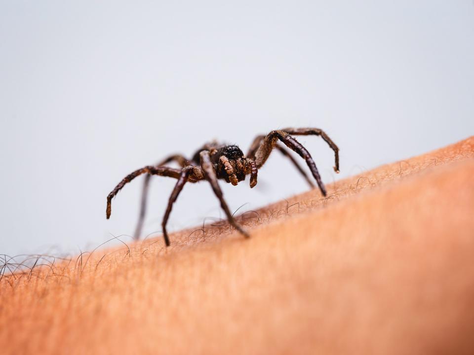 poisonous spider crawling on skin