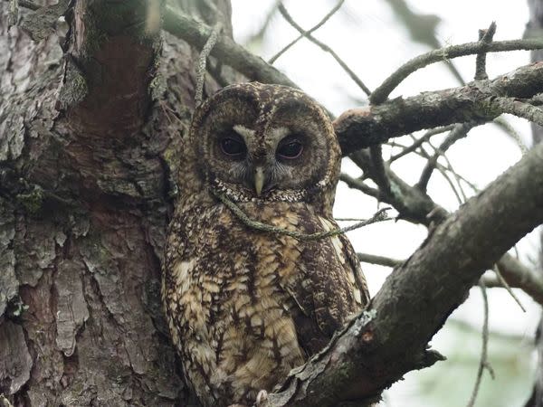 玉山國家公園管理處表示，近日有民眾放置老鼠、以其他食物引誘東方灰林鴞捕抓獵物的瞬間。   圖：翻攝自玉山國家公園臉書