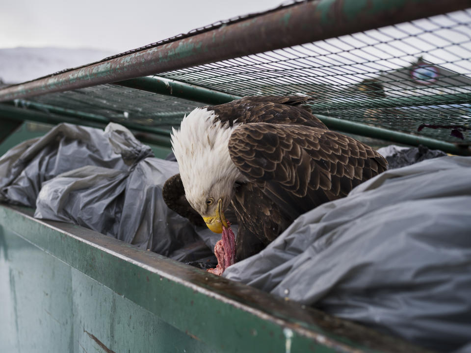 <p>Dumpster diver: A bald eagle feasts on meat scraps in the garbage bins of a supermarket in Dutch Harbor, Alaska, Feb. 14, 2017.<br>Once close to extinction, the bald eagle has made a massive comeback after concerted conservation efforts. Unalaska has a population of around 5,000 people, and 500 eagles. Some 350 million kilograms of fish are landed in Dutch Harbor annually. The birds are attracted by the trawlers, but also feed on garbage and snatch grocery bags from the hands of unsuspecting pedestrians. Locally, the American national bird is known as the ‘Dutch Harbor pigeon’. (Photo: Corey Arnold) </p>