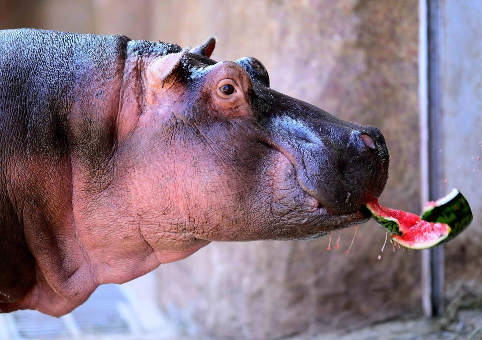 <p>So sieht ein “Happy Hippo” aus! Auch in der chinesischen Stadt Shenyang herrschen gerade sommerliche Temperaturen von über 30 Grad Celsius, weshalb sich die Flusspferde im Shenyang Forest Wild Animal Zoo diese Woche über eine leckere Erfrischung freuen durften. Die Pfleger brachten reichlich gefrorene Wassermelone vorbei. (Bild: Getty Images) </p>