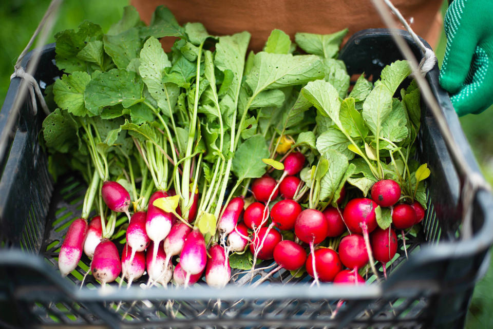 keto vegetables radishes (Cavan Images / Getty Images)
