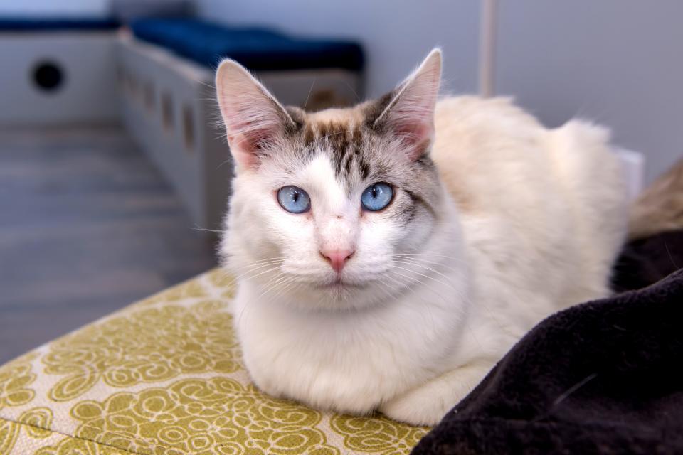 A cat stares with piercing blue eyes at the new River Kitty Café on University Street in Peoria.