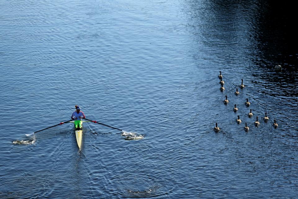 BOSTON, MA - OCTOBER 21: An athlete rows past geese in the Charles River during the Head of the Charles Regatta on October 21, 2017 in Boston, Massachusetts. (Photo by Maddie Meyer/Getty Images)