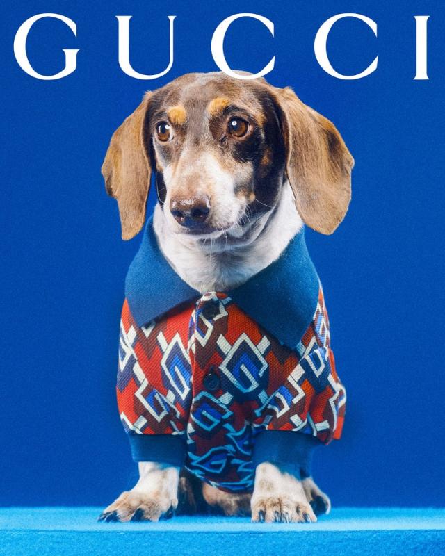 What's cuter than pets? Pets in the Gucci Pet Collection! - ELLE DECOR