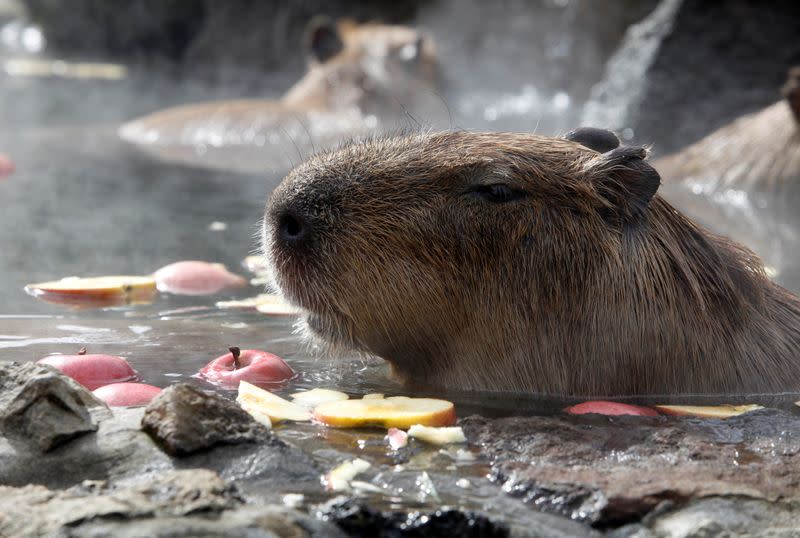 Capybaras sit inside a hot tub full of apples at Izu Shaboten Zoo in Ito