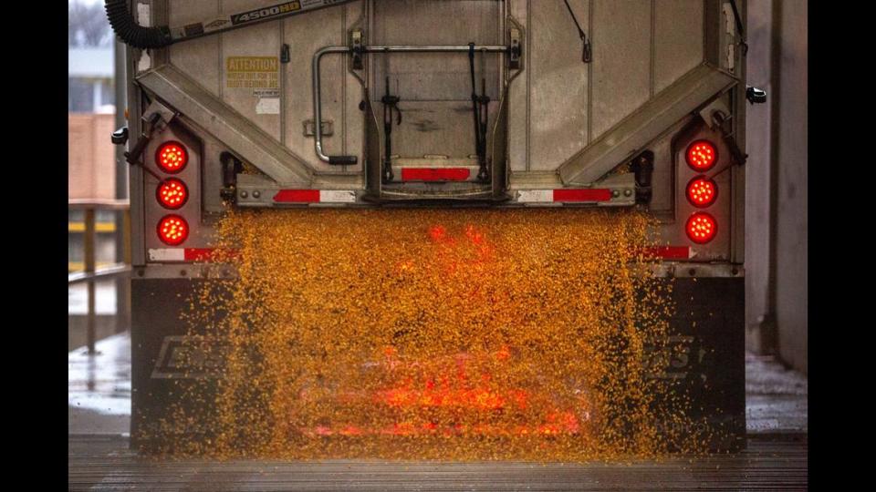 Corn is dropped out of a transport truck and into a collection pit on Friday, Dec. 22, 2023 at Cargill, Inc.’s facility in East St. Louis. For the third time in five years, the U.S. will import more agricultural products than it exports. However, this year’s deficit is tracking to be around $20 billion, far more than last year’s $2 billion deficit.