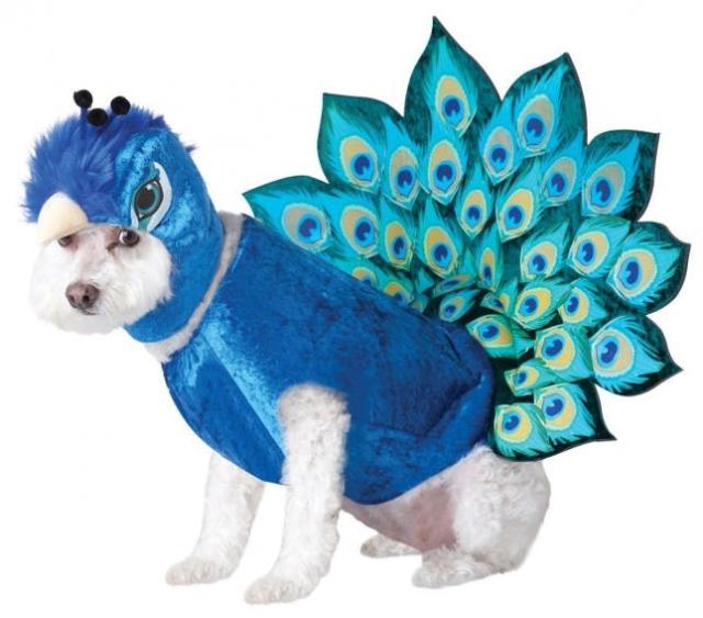 48 Dog Halloween Costume Ideas - Brit + Co - Brit + Co