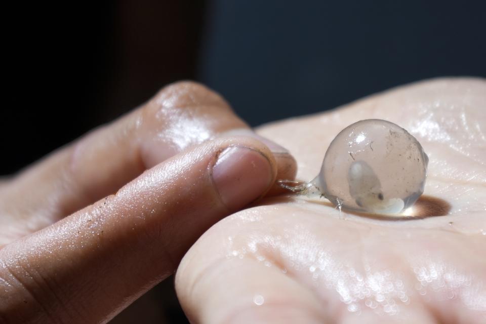 A cuttlefish embryo is displayed by marine biologist Linda Albonetti at CESTHA, the Experimental Center for the Protection of Habitats, inside a former fish market in Marina di Ravenna, on the Adriatic Sea, Italy, Saturday, June 8, 2024. (AP Photo/Luca Bruno)