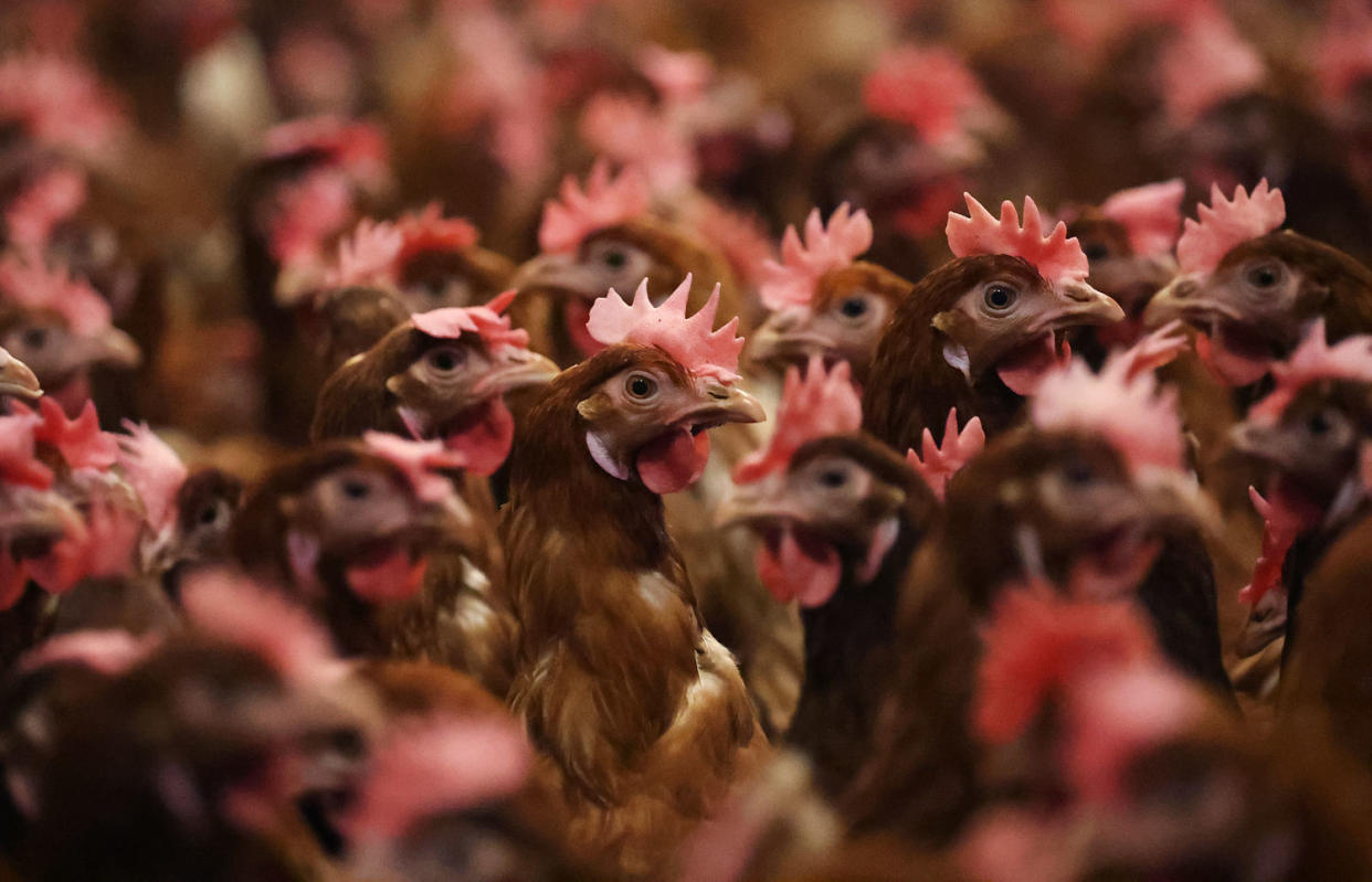 Chickens are kept indoors due to Avian Flu in Lancashire, England, on Feb. 23, 2023. (Nathan Stirk / Getty Images file)