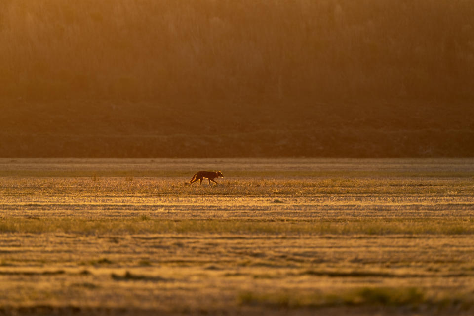 A red wolf roams across the Alligator River National Wildlife Refuge as the sun sets, Thursday, March 23, 2023, near Manns Harbor, N.C. Coupled with recent releases of captive-bred adults and the fostering of pups, one might assume the red wolf population is growing. But as of August, the U.S. Fish and Wildlife Service said the known/collared wild population was 13, with a total estimated wild population of 23 to 25. That's down from June, when the numbers were 16 and 32-34. (AP Photo/David Goldman)