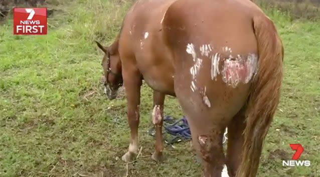 The injured horses. Source: 7 News