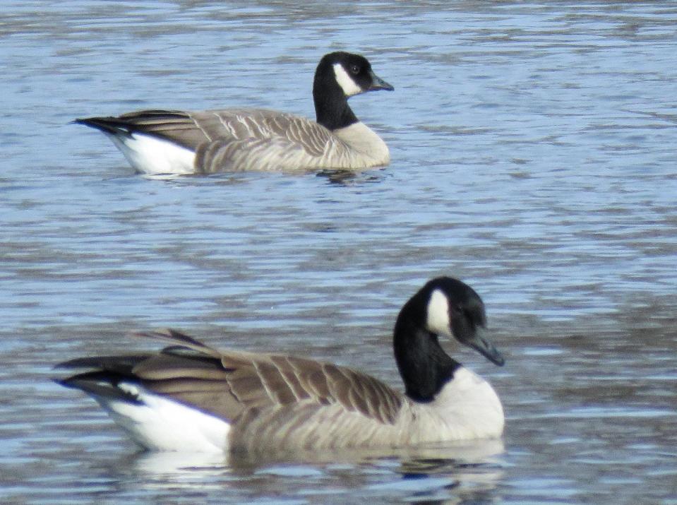Cackling goose is shown in the background with a Canada goose in the foreground for size comparison.